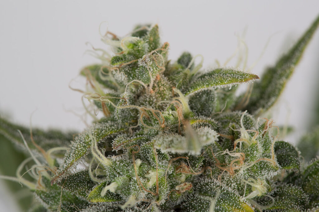 The Ultimate Guide to Growing Autoflower Seeds Successfully