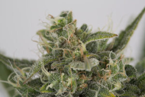 sativa seeds