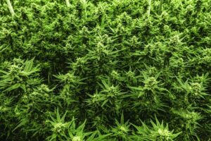 cannabis trim