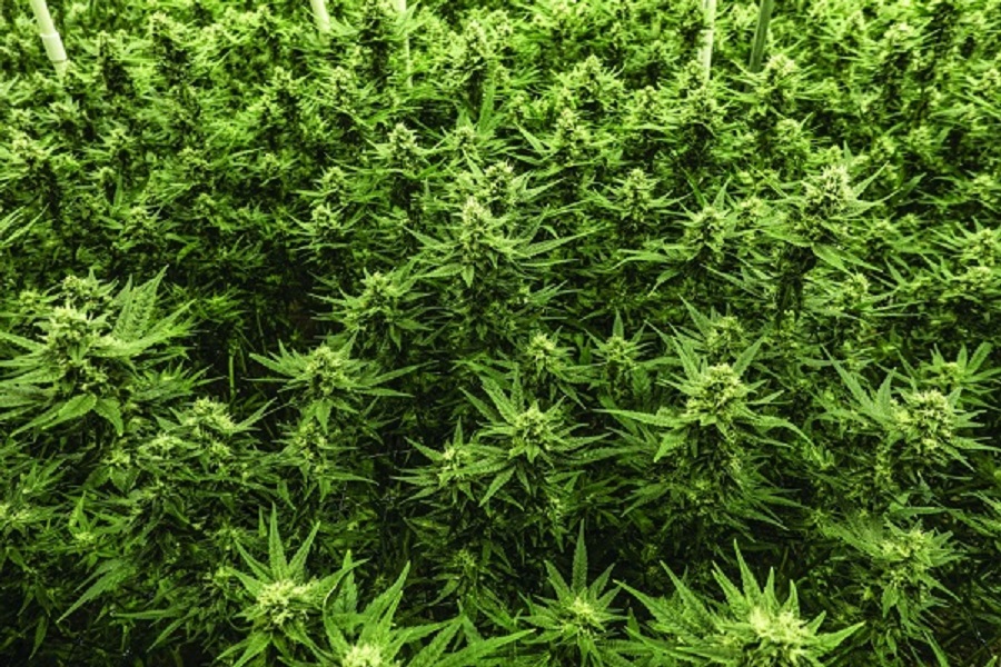 Vancouver Marijuana Delivery