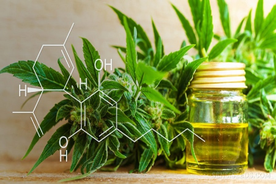 Navigating the CBD Market: What to Look for When Buying CBD Products