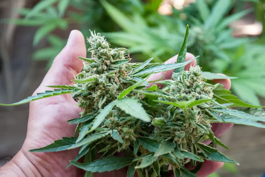 Los Angeles weed delivery