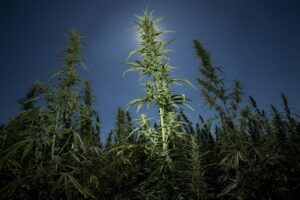exotic CBD flower