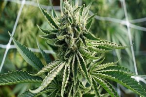 best Delta 8 THC products