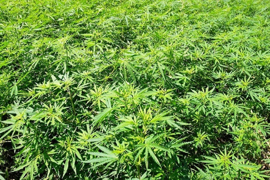 Dwarf Cannabis Plants: Maximizing Yields with Space Efficiency