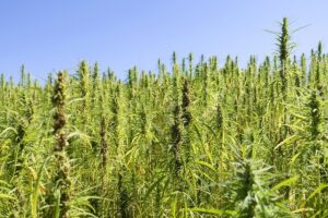 Barcelona cannabis club