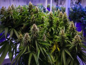 how-to-grow-marijuana