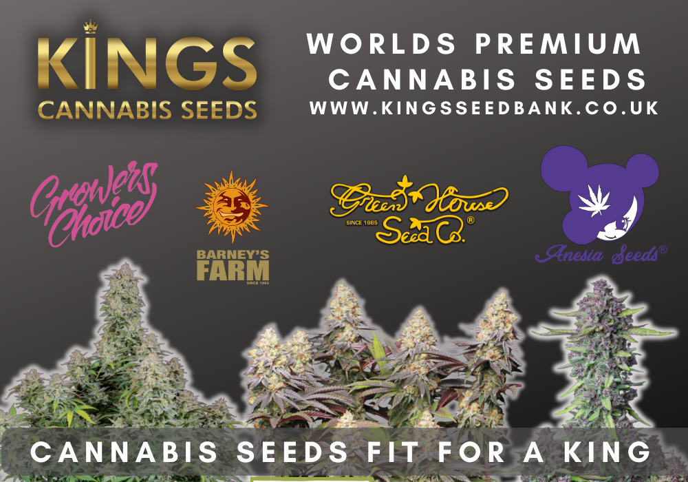 A Guide to Choosing the Best Cannabis Seeds in the UK