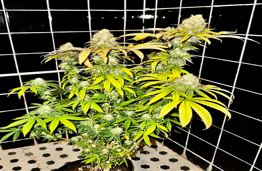 Tips on Choosing the Best Cannabis Seeds: Genetics, Breeder, Environment, Price