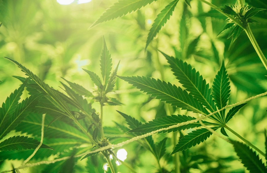 Why NY Medical Card is Your Best Choice for Cannabis Consultations