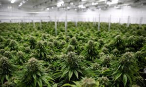 420 deals near me