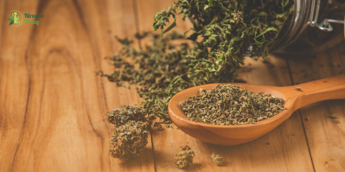 What THCA Flower Feels Like, How to Use It, and Where to Buy It Online Without the Guesswork