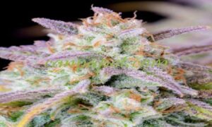 beste cannabis samen