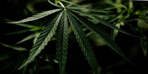 cannabis delivery in Carlsbad