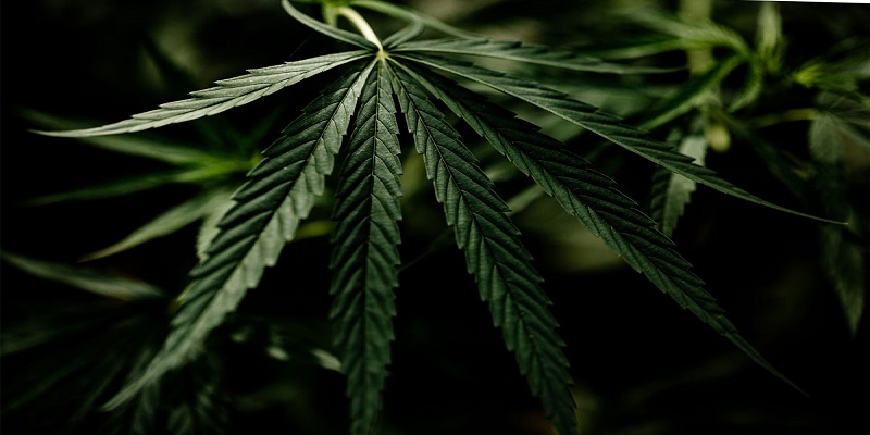 cannabis delivery in Carlsbad