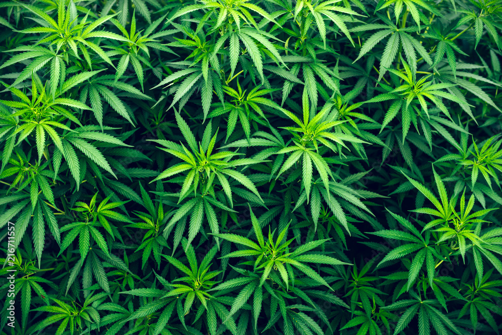 best edibles for pain relief