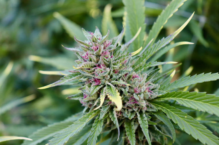 Cannabis Shop Easton: Why Feels of Green Dispensary Is the Best Place to Shop Cannabis